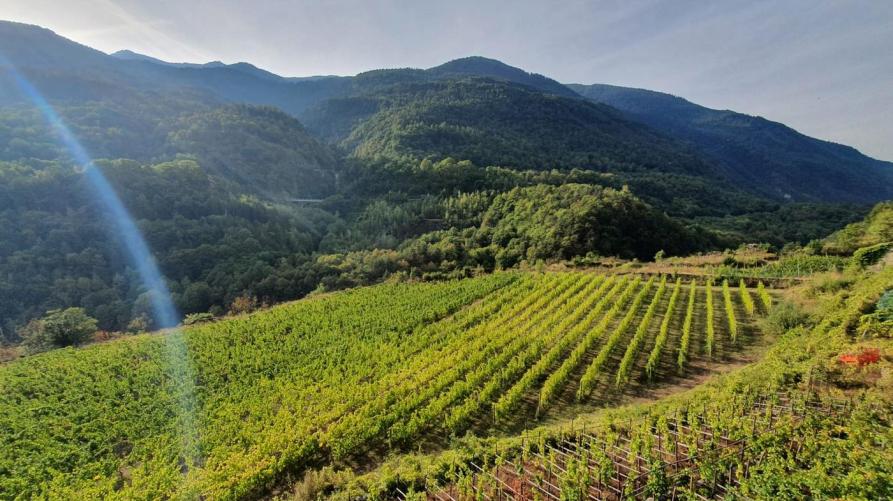 viticoltura_montagna_interno.jpg
