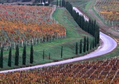 Settore vitivinicolo, attivate procedure Artea per domande pagamento “Investimenti” 2026/27
                         – www.toscana-notizie.it