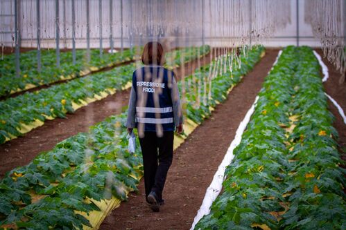 40 anni ICQRF. Lollobrigida: "Traguardo straordinario. Impegno incessante Stato a tutela qualità, trasparenza e legalità sistema agroalimentare" – www.masaf.gov.it
