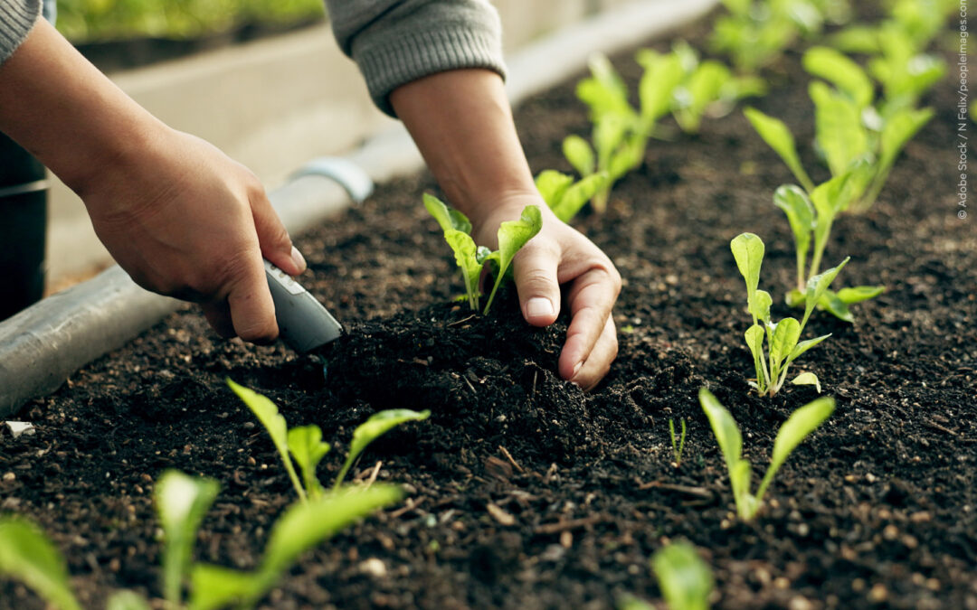 Prezzi dei fertilizzanti: eurodeputati approvano il sostegno agli agricoltori | Attualità – www.europarl.europa.eu