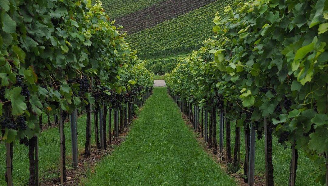 Vigneti, ecco le autorizzazioni per nuovi impianti – www.lazioeuropa.it