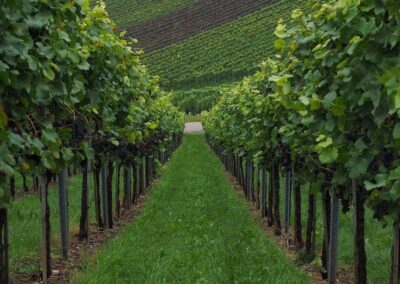 Vigneti, ecco le autorizzazioni per nuovi impianti – www.lazioeuropa.it