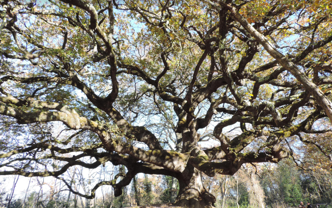 Alberi monumentali: Masaf aggiorna l'Elenco nazionale. Lollobrigida: "Custodi della nostra storia e del nostro territorio" – www.masaf.gov.it