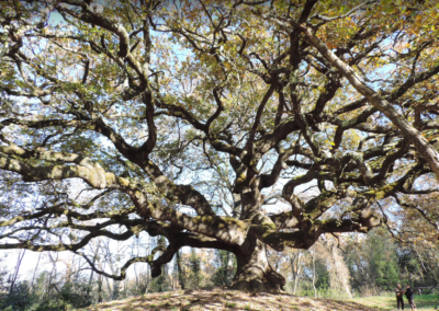 Alberi monumentali: Masaf aggiorna l'Elenco nazionale. Lollobrigida: "Custodi della nostra storia e del nostro territorio" – www.masaf.gov.it
