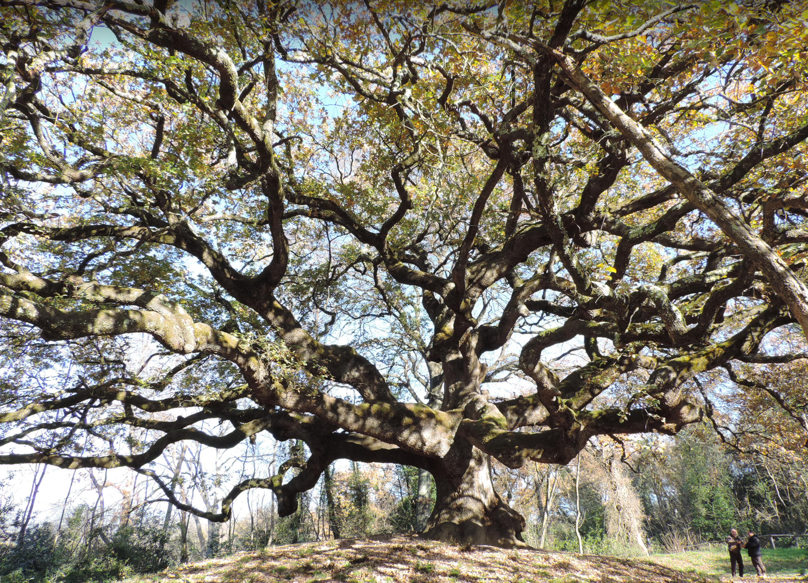 Quercia_delle_Streghe.png