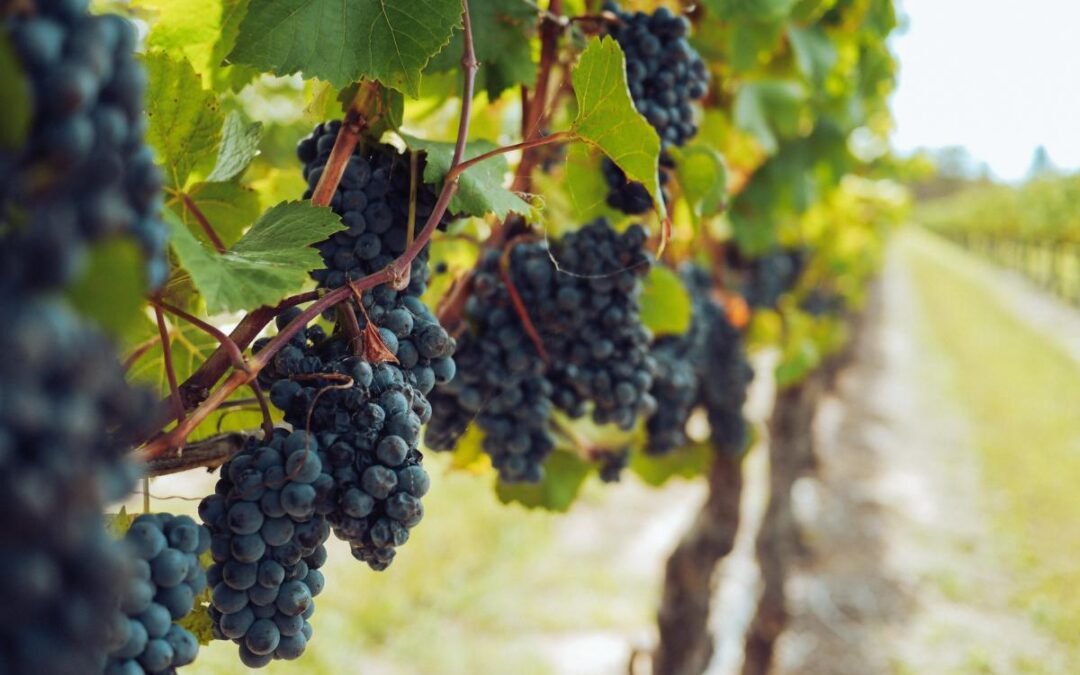Vitivinicolo, autorizzato l’aumento del titolo alcolometrico – www.lazioeuropa.it
