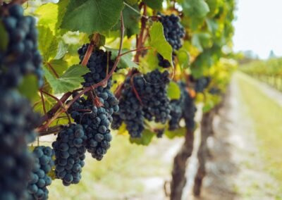 Vitivinicolo, autorizzato l’aumento del titolo alcolometrico – www.lazioeuropa.it